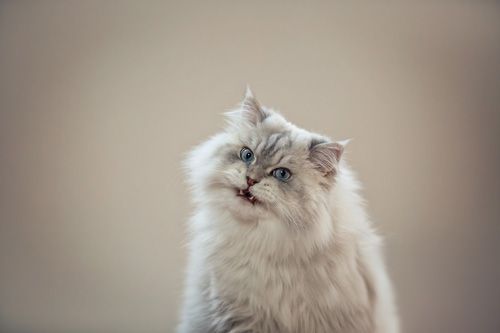 Katzenfotoshooting Arnstadt
