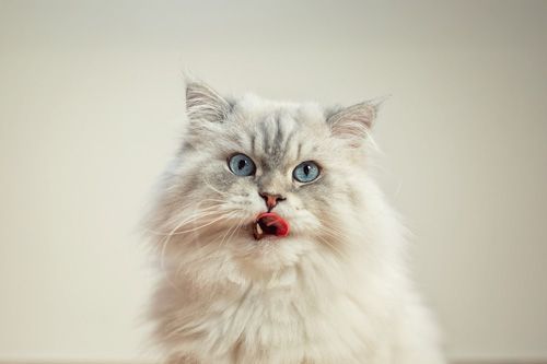 Katzenfotoshooting Chemnitz