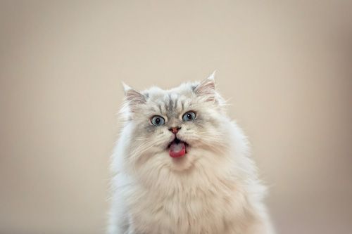 Katzenfotografie Eisenach