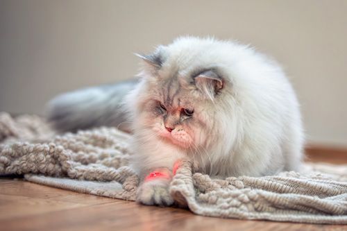 Katzenfotoshooting Erfurt