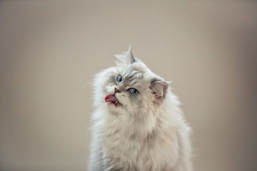 Katzenfotoshooting Gera