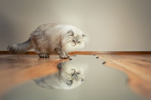 Katzenfotoshooting Gotha