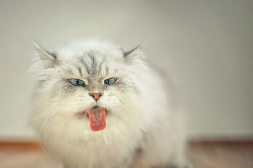 Katzenfotoshooting Harz