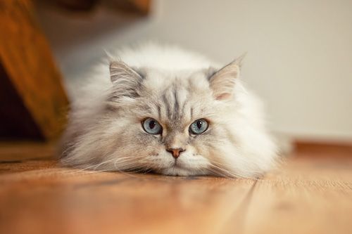 Katzenfotografie Hildburghausen