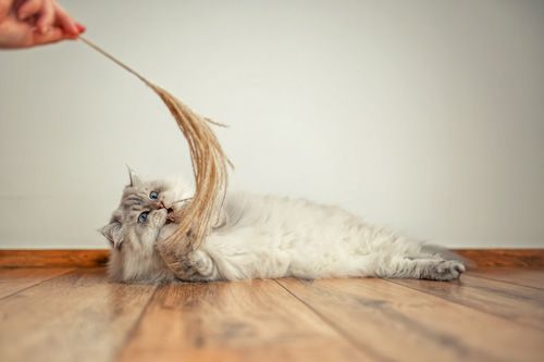 Katzenfotografie Ilmenau