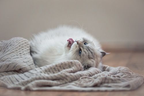 Katzenfotografie Jena