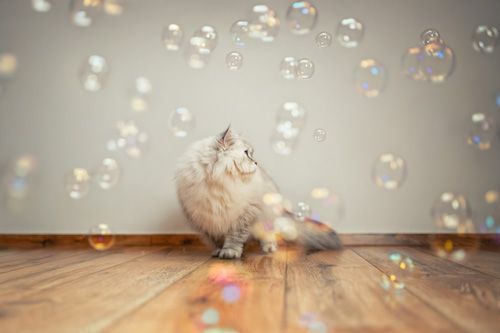 Katzenfotografie Nordhausen