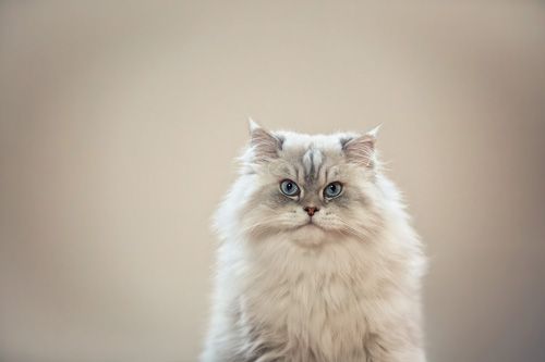 Katzenfotografie Plauen