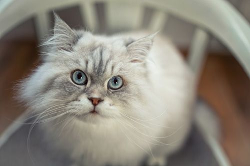 Katzenfotografie Rudolstadt