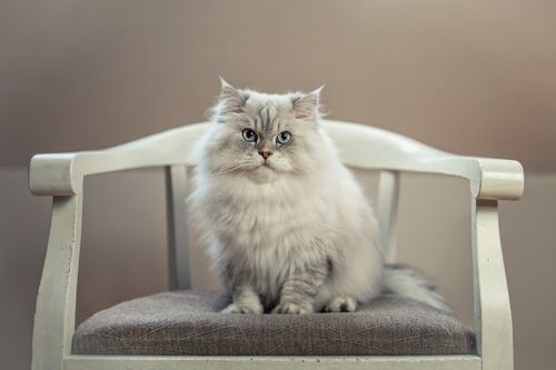 Katzenfotografie in der Nähe