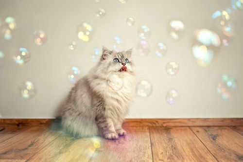 Katzenfotografie Sondershausen