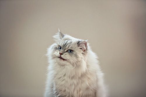 Katzenfotografie Suhl
