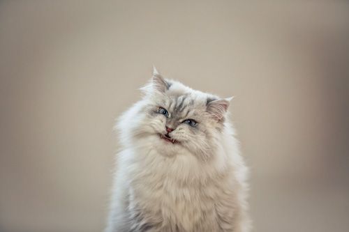 Katzenfotografie Thüringen