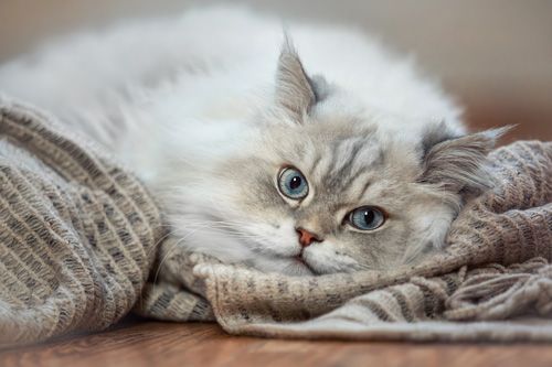 Katzenfotografie Weimar