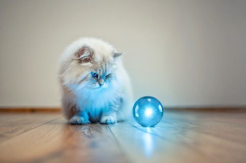 Katzenfotografie kreative Fotoshootings