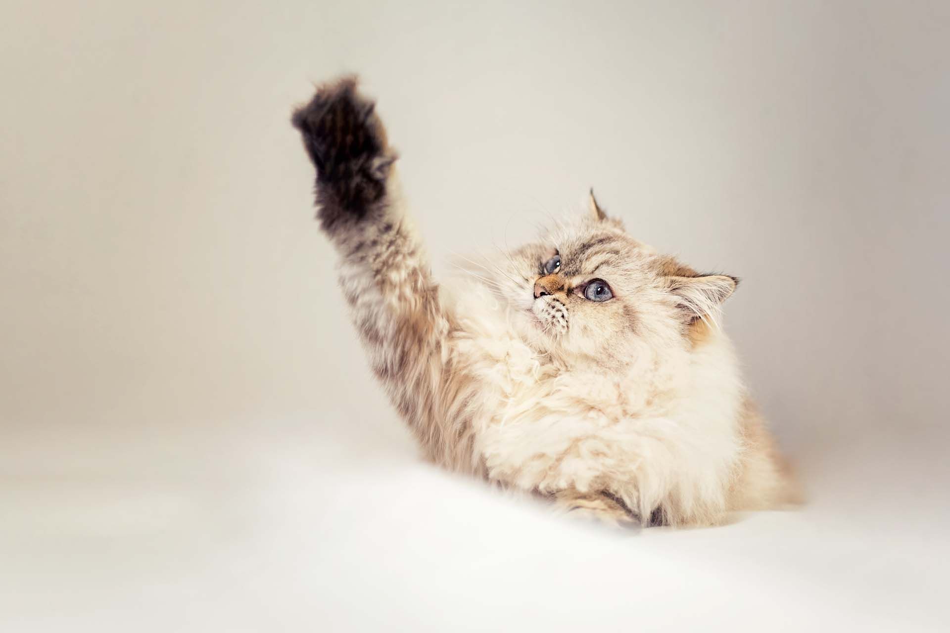 Gutschein Katzenbesitzer Katzenfotoshooting Tierfotografie Thüringen