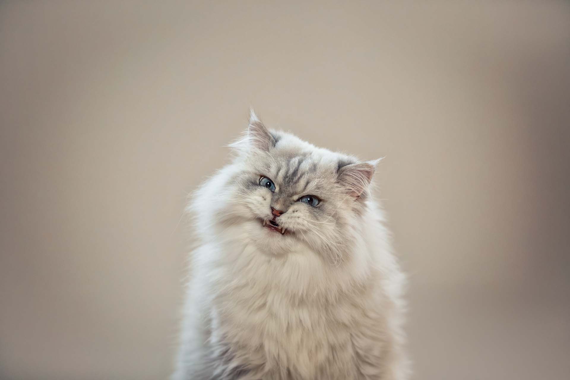 lustiges Katzenbild Tierfotografie Erfurt und Thüringen