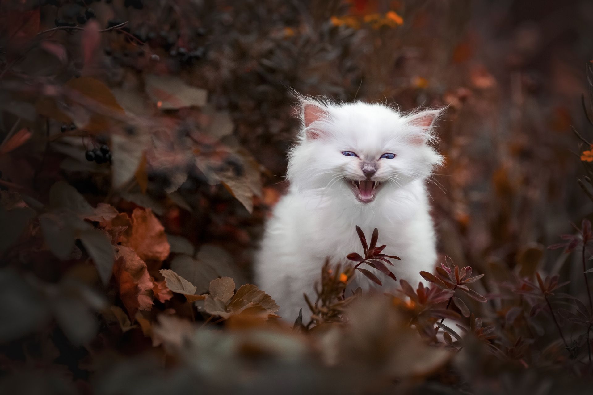 Katzenfotoshooting Katzenfotografie Herztierfotografie Thüringen