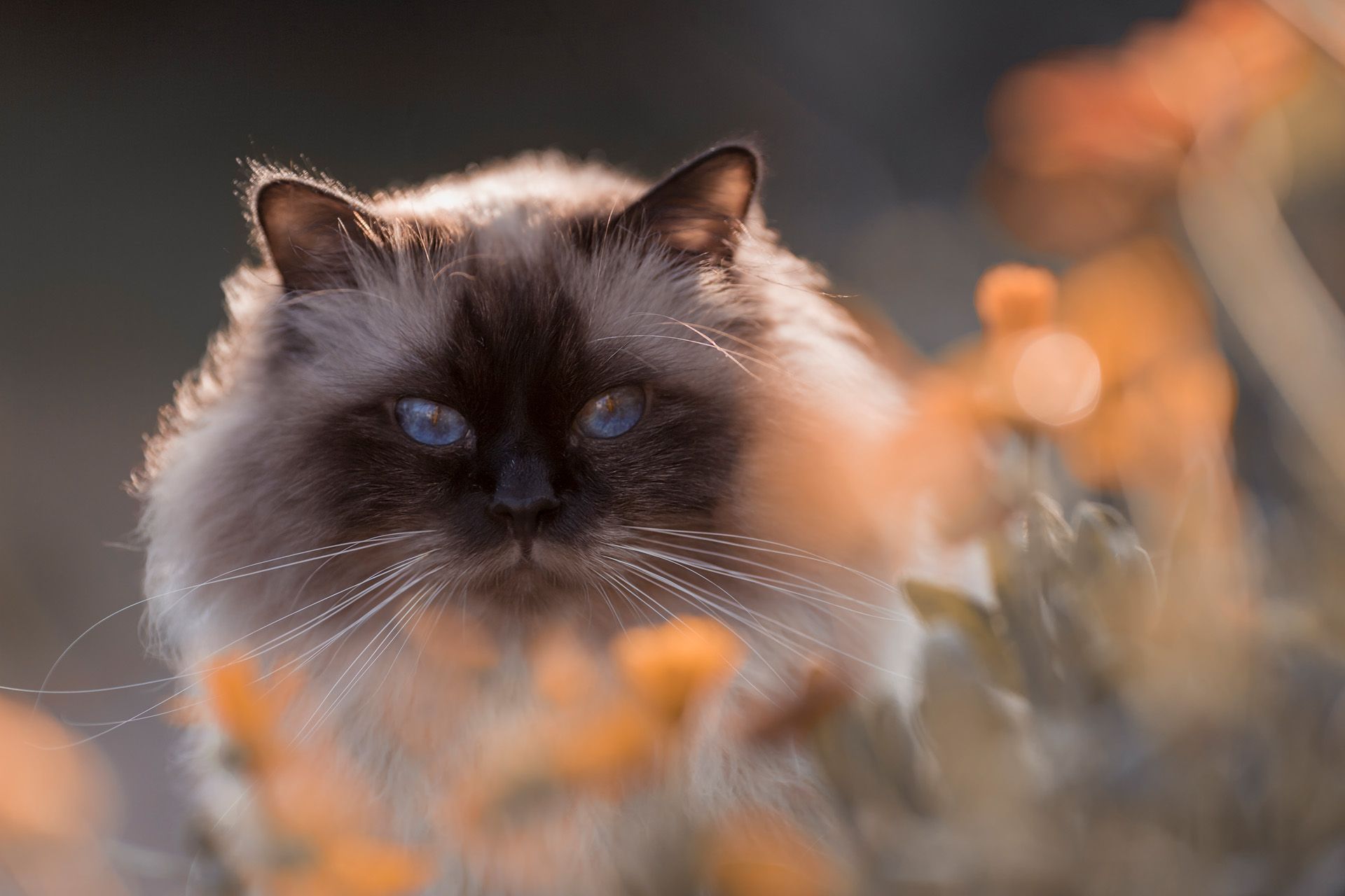 Katzenfotoshooting Thüringen