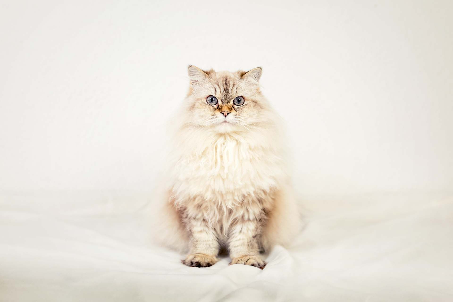 Katzenfotografin Thüringen Herztierfotografie