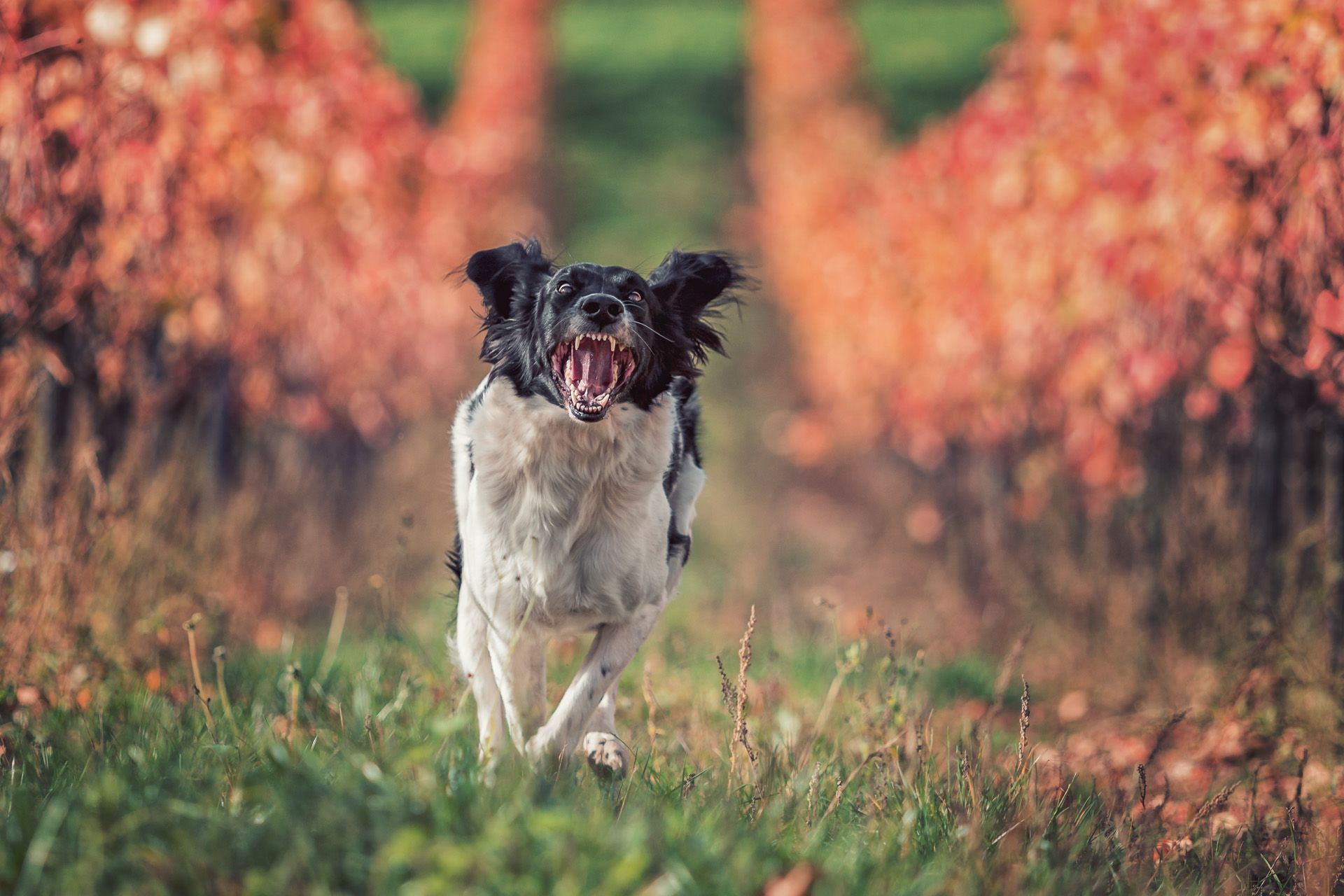 Lebensfreude Hund rennt im Weinberg Tierfotografie in Jena Thüringen