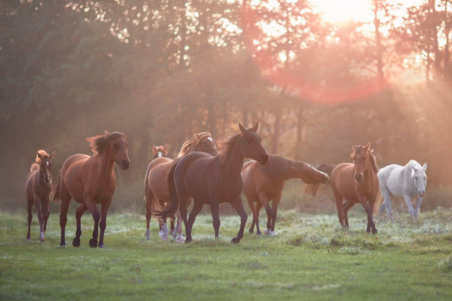 Herde fotografieren Pferdefotoshooting Thüringen Herztierfotografie