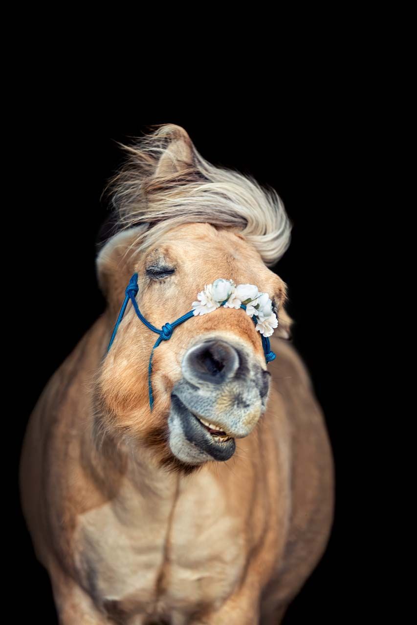 Pferdefotoshooting vor schwarz Tierfotografie Thüringen