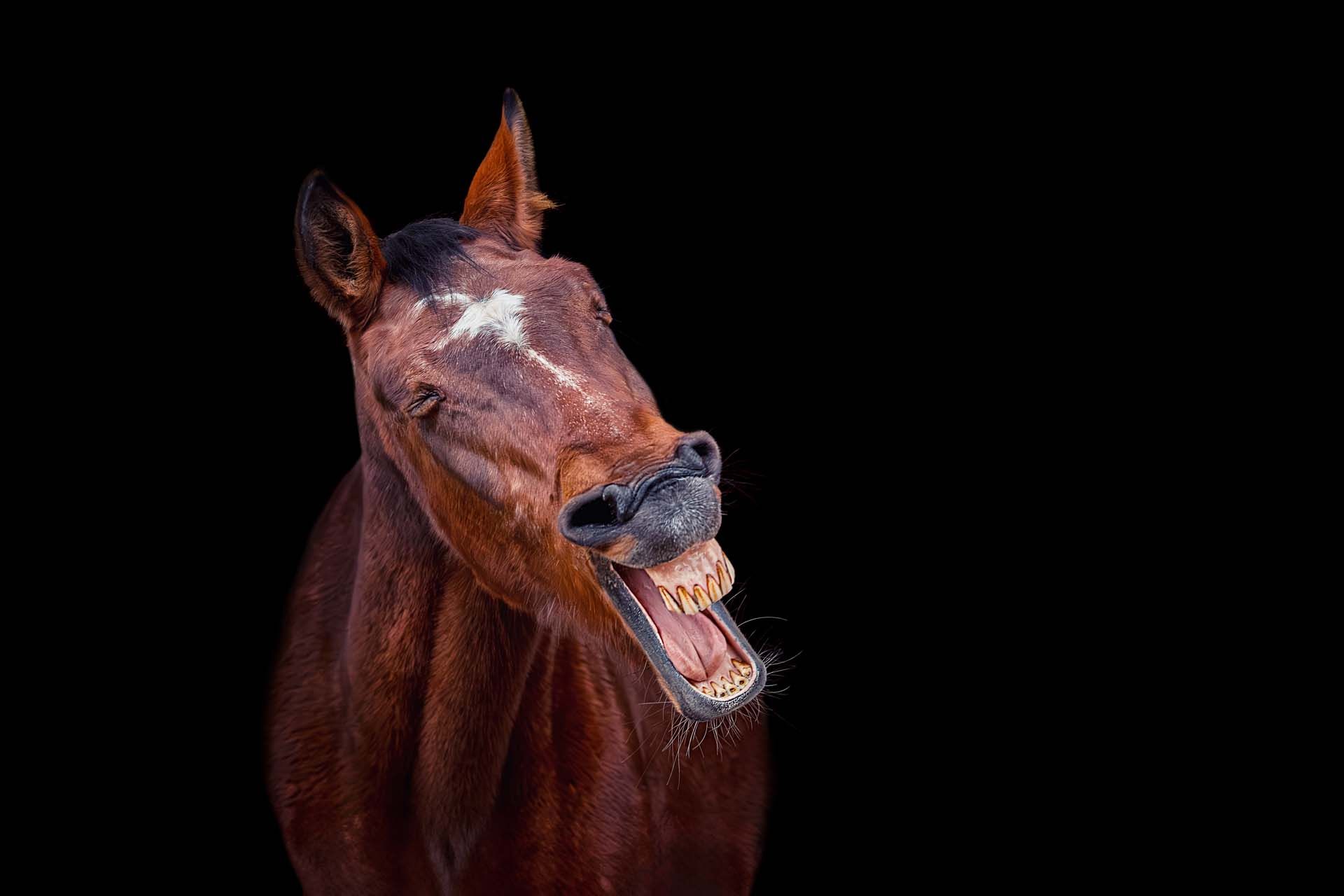 Pferdefotografie Pferdeshootings Tierfotografie in Weimar und Thüringen