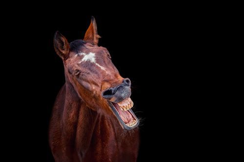 Pferdefotografie schwarzer Hintergrund