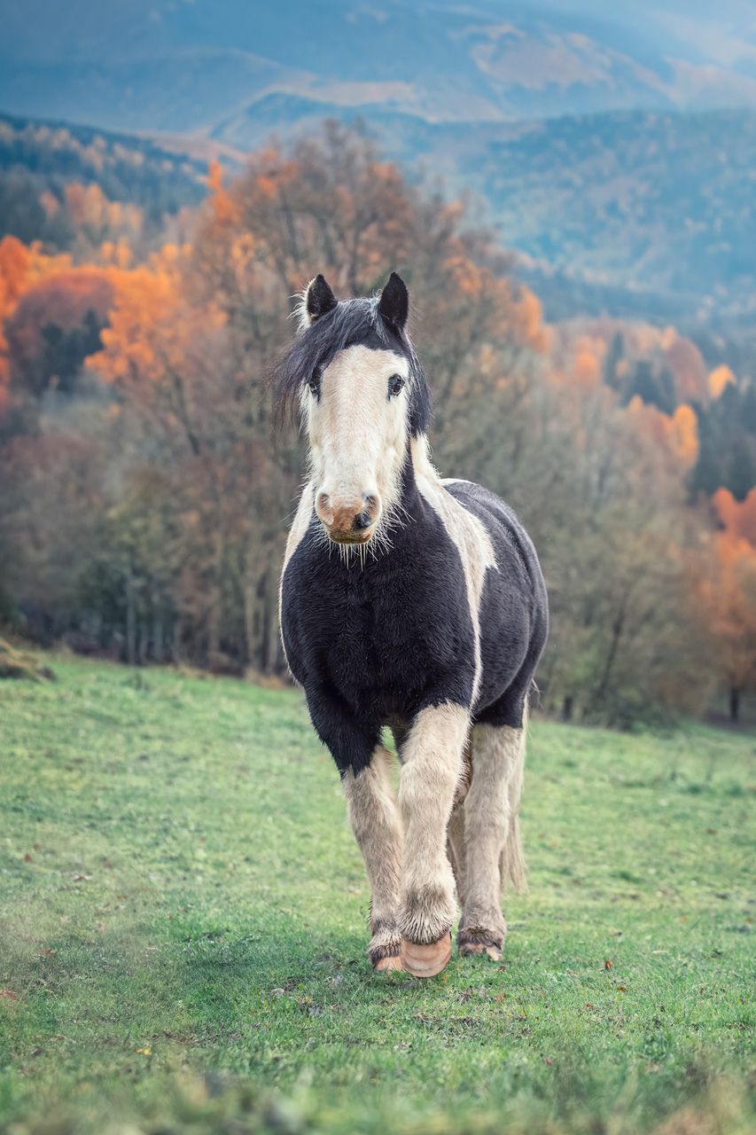 Pferdefotografie Pferdefotoshooting Thüringen