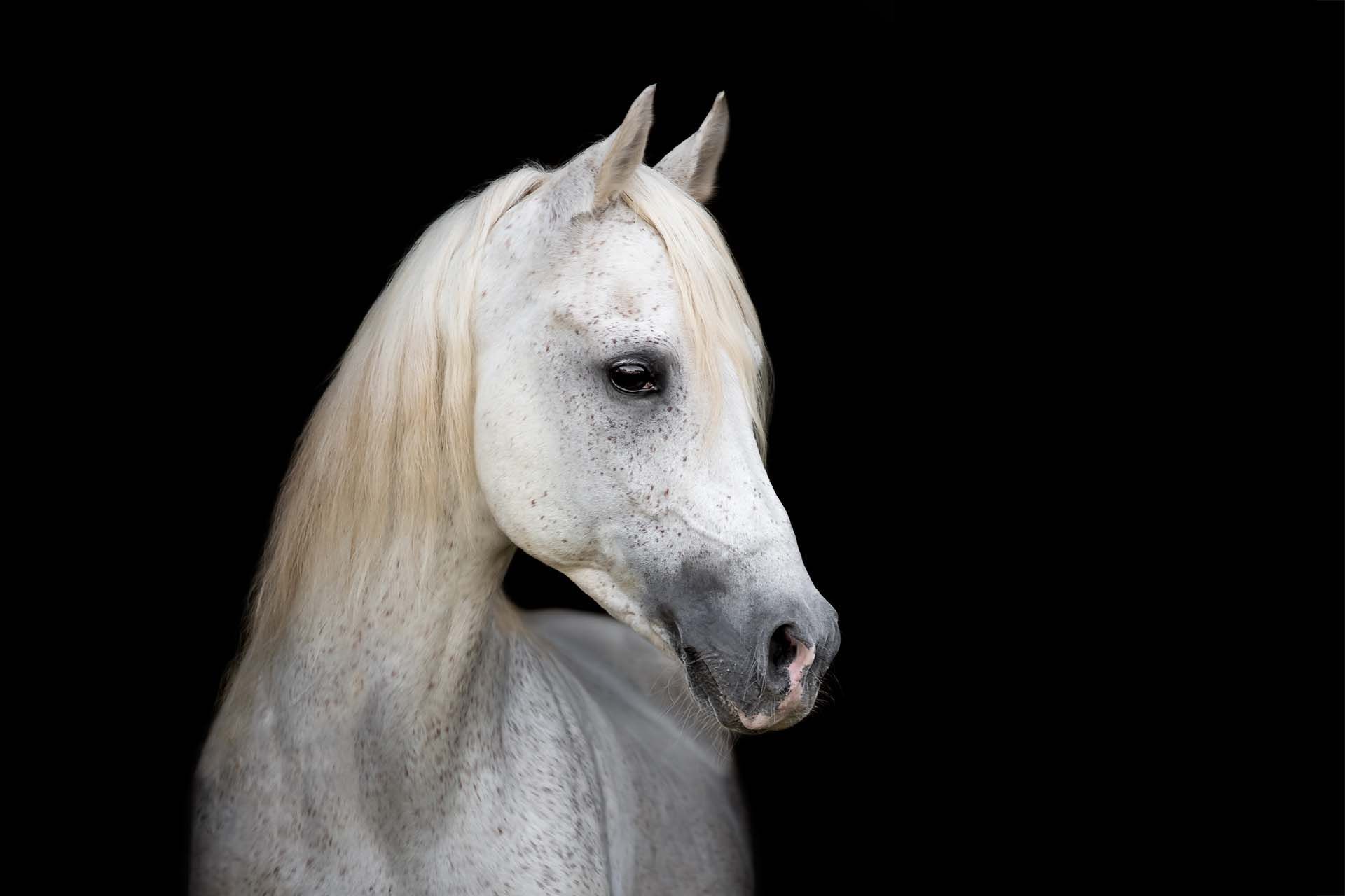 Pferd vor schwarzem Hintergrund Pferdefotografie Pferdefotoshooting Thüringen