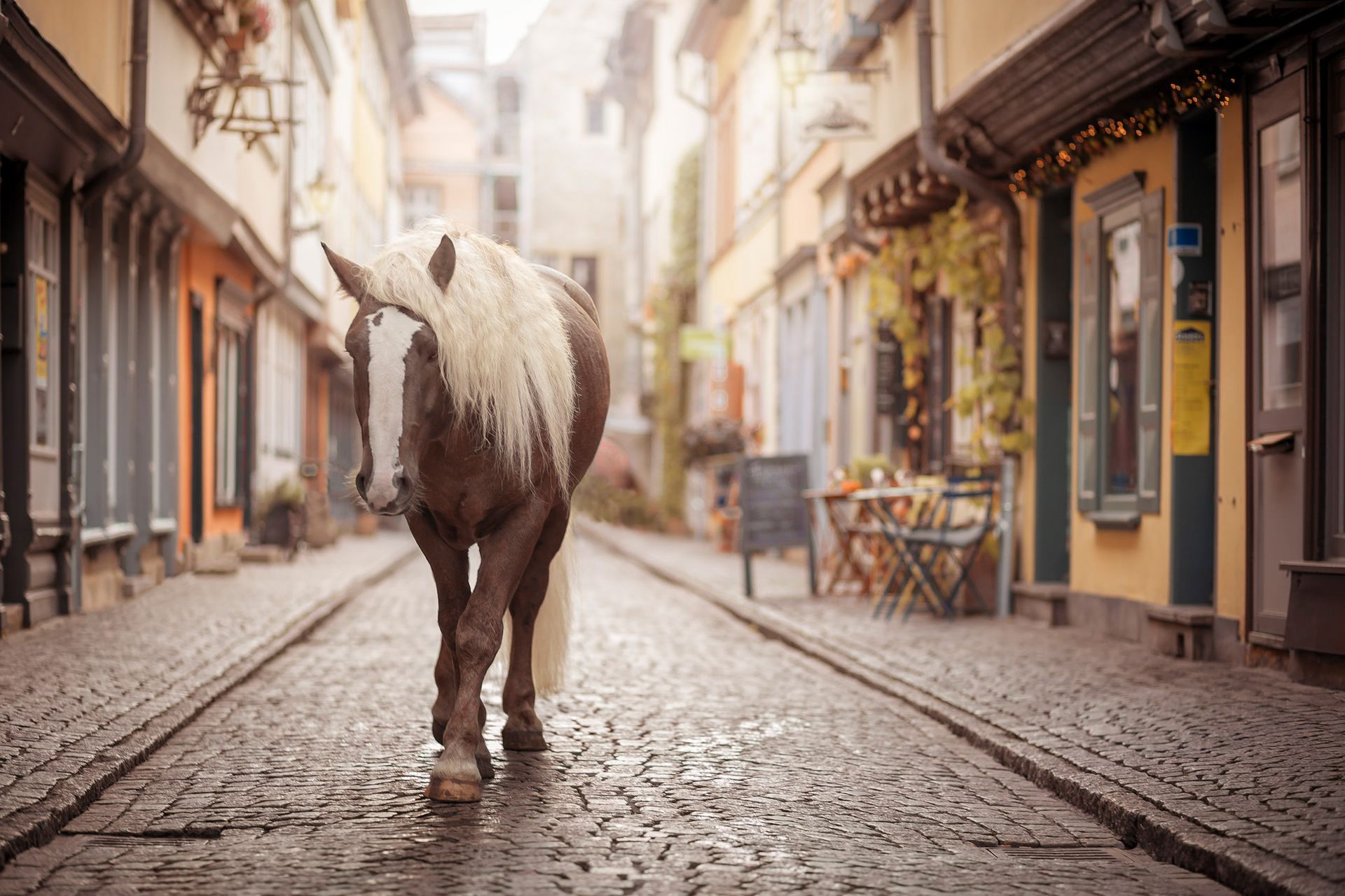 Pferdefotografie Pferdeshooting Tierfotografie Thüringen Erfurt Weimar Jena