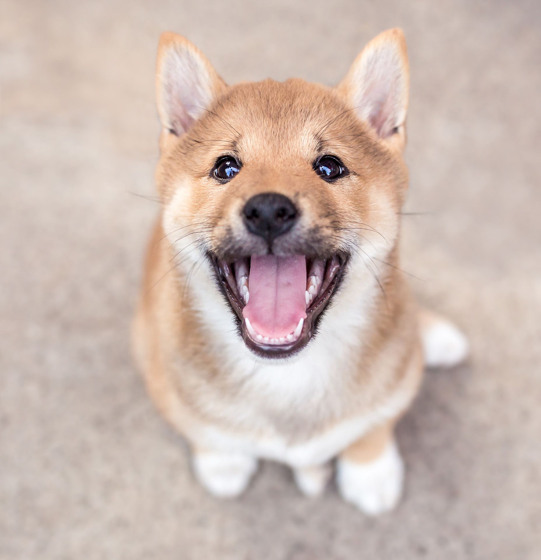 lustiges Tierbild Hund lacht - Tierfotografie in Thüringen jetzt buchen