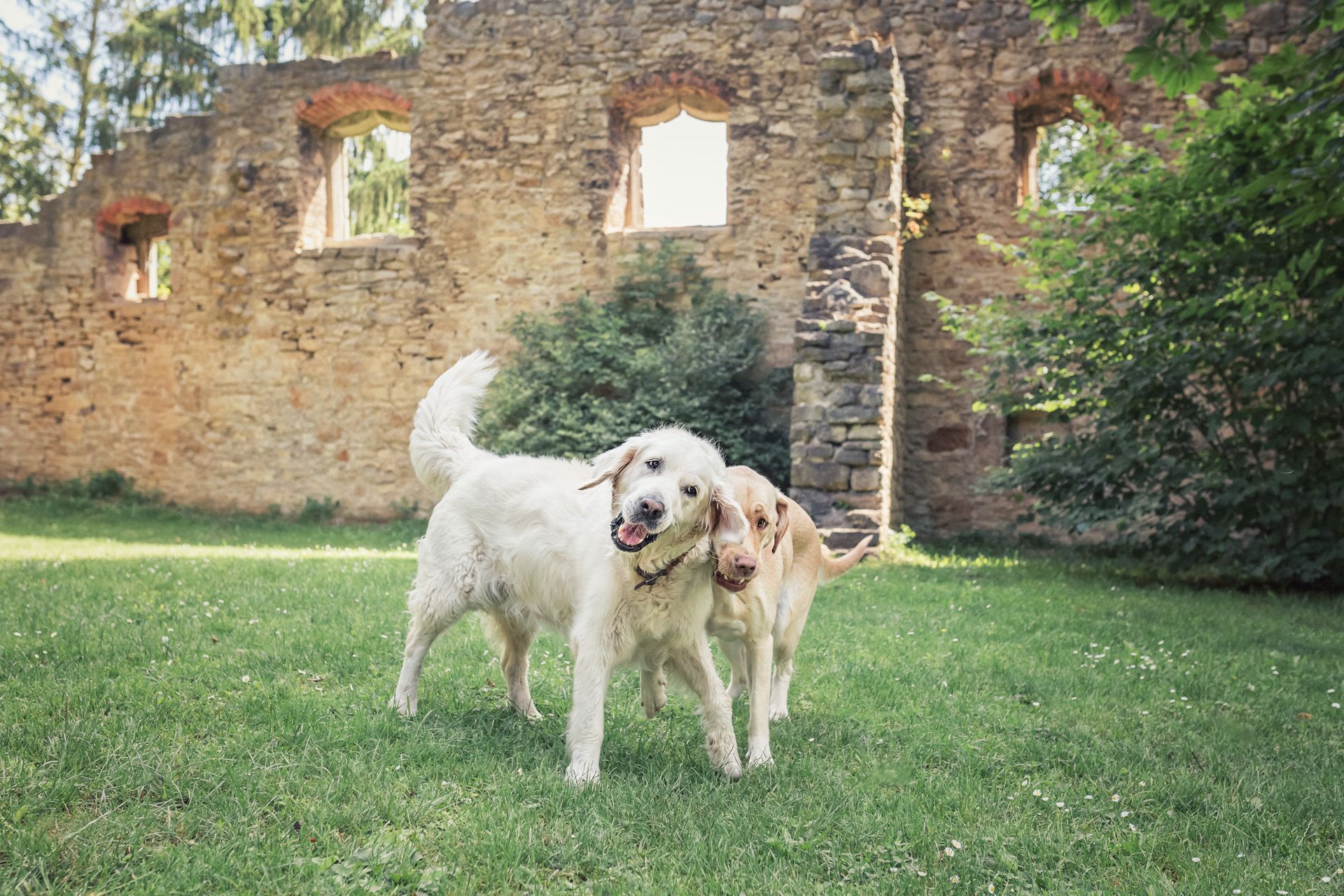 lustiges Hundebild spielende Hunde Tierfotografie Weimar Thüringen