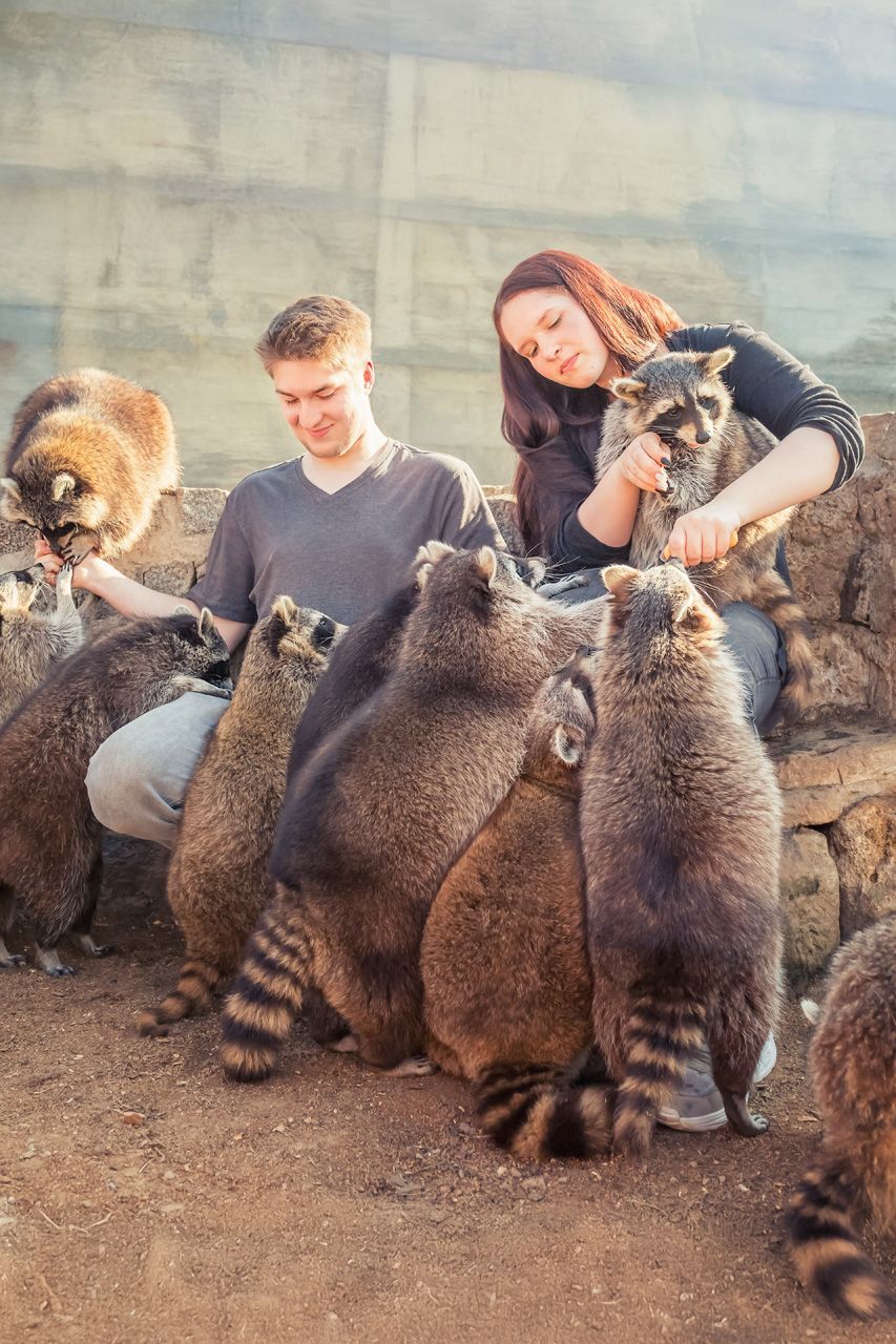 waschbären erleben mit fotoshooting von herztierfotografie