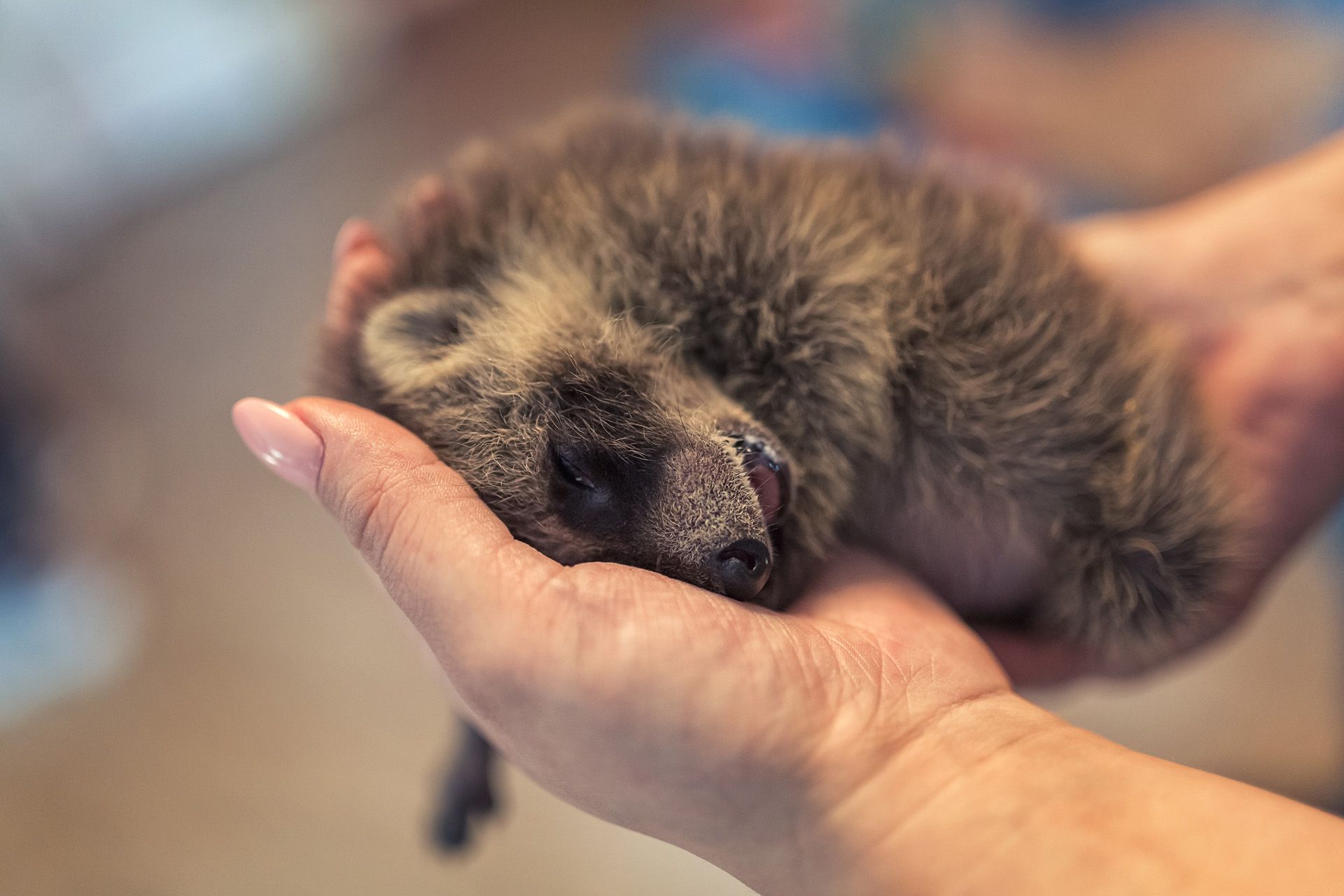 Buche dein Fotoshooting mit Waschbären bei Herztierfotografie Thüringen und Sachsen-Anhalt