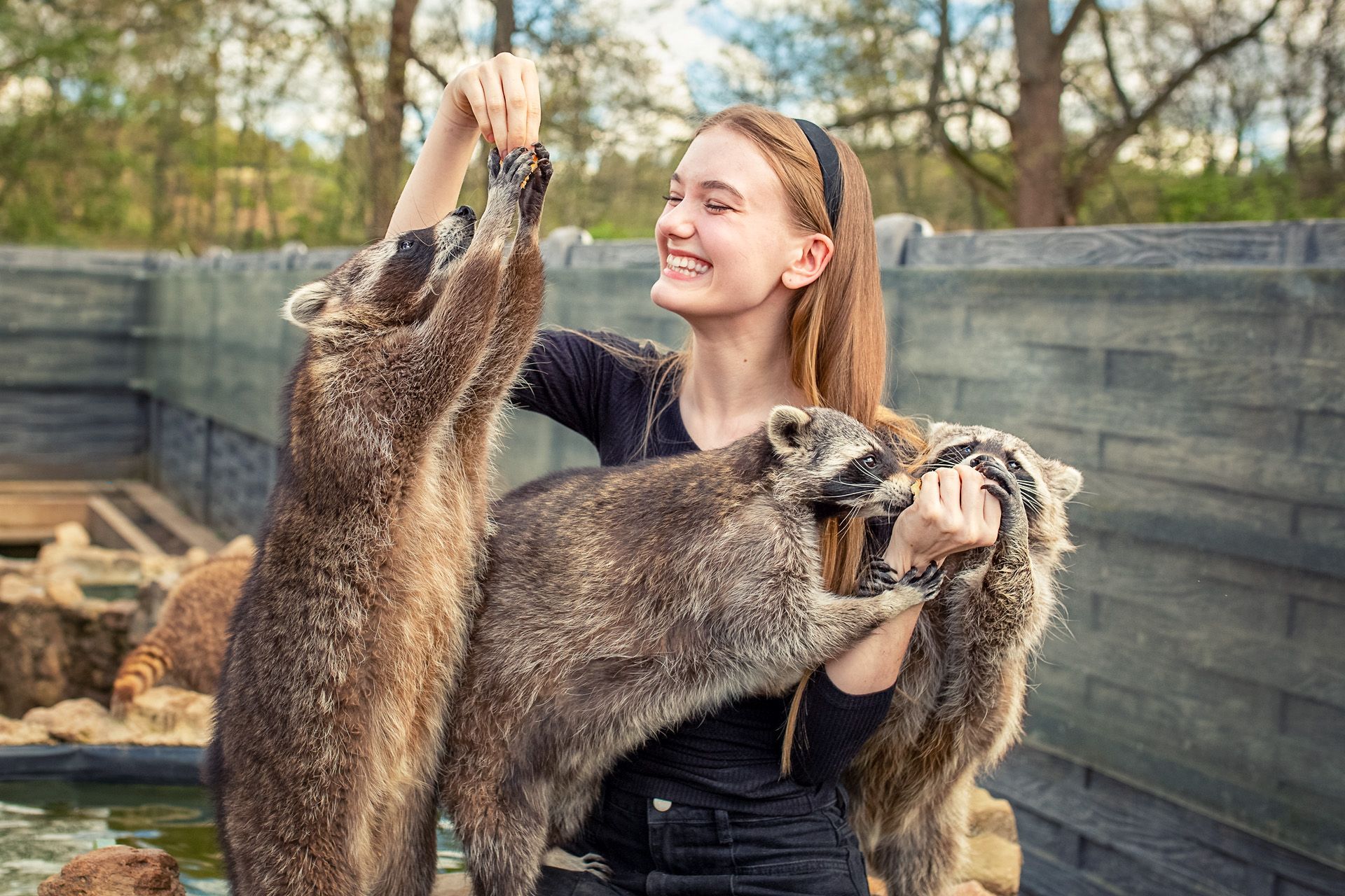 Buche dein Fotoshooting mit Waschbären bei Herztierfotografie
