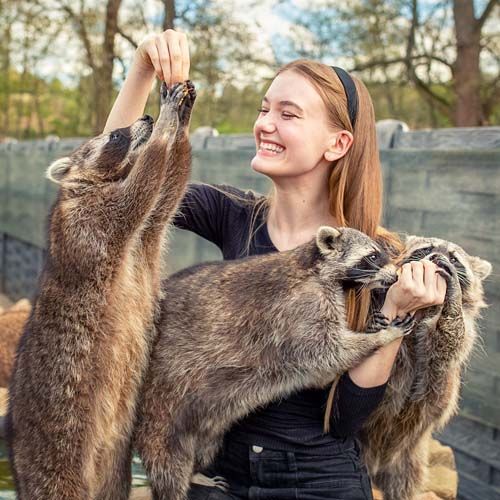 Geschenkidee Fotoshooting mit Waschbären