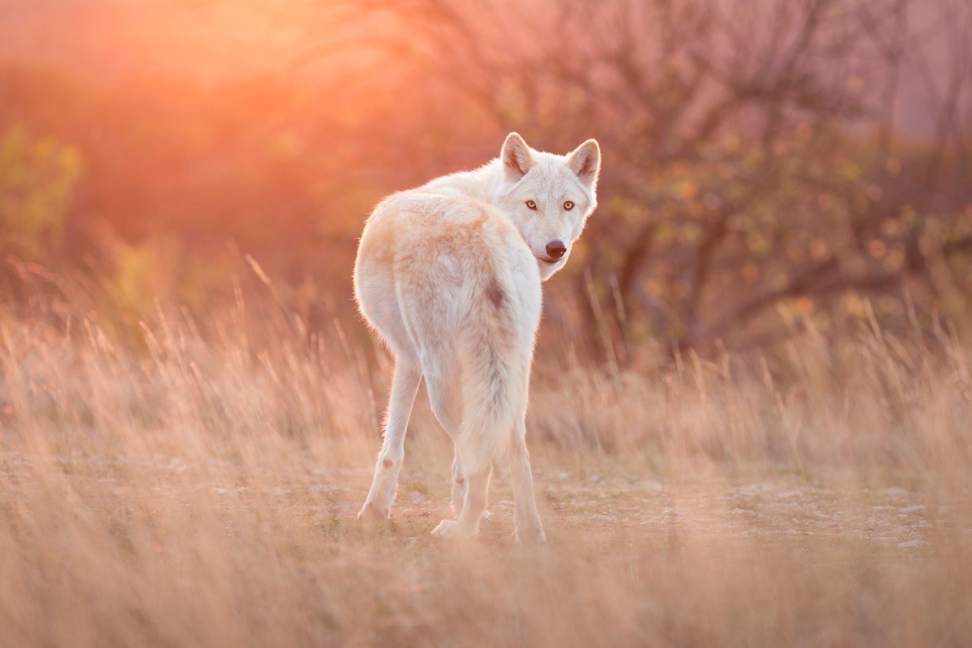 Hundefotografie Sondershausen Tierfotoshooting