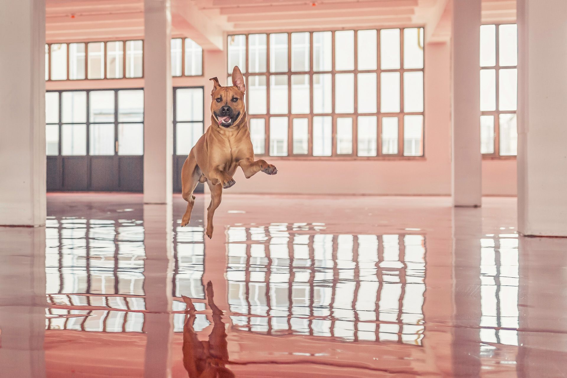 lustiges Hundebild Tierfotografie Erfurt Kontor und Thüringen