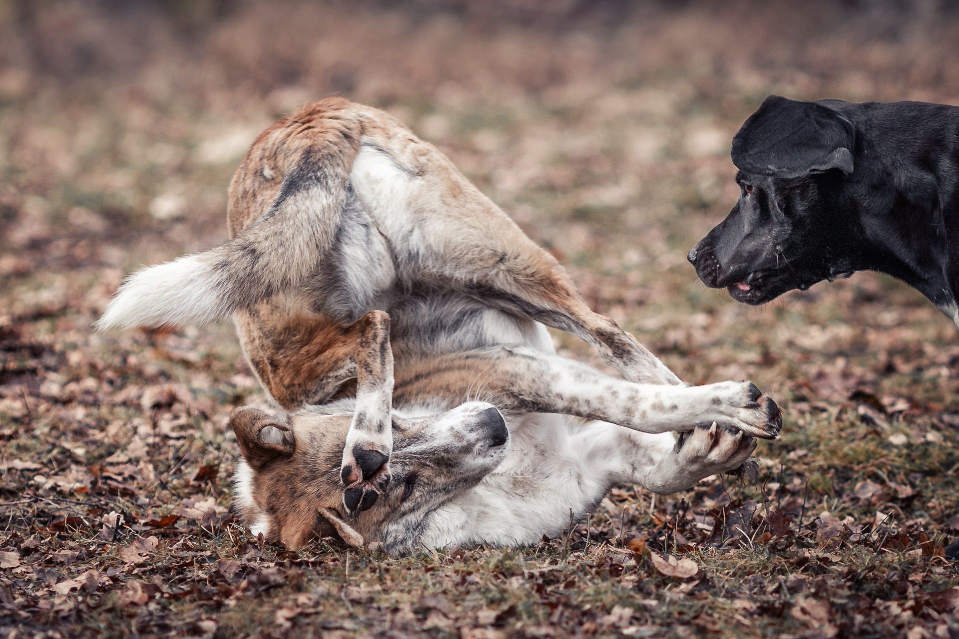 Spielende Hunde Fotoshooting Tierfotografin in Thüringen, Weimar lustiges Hundebild Tierfotografie Weimar und Thüringen