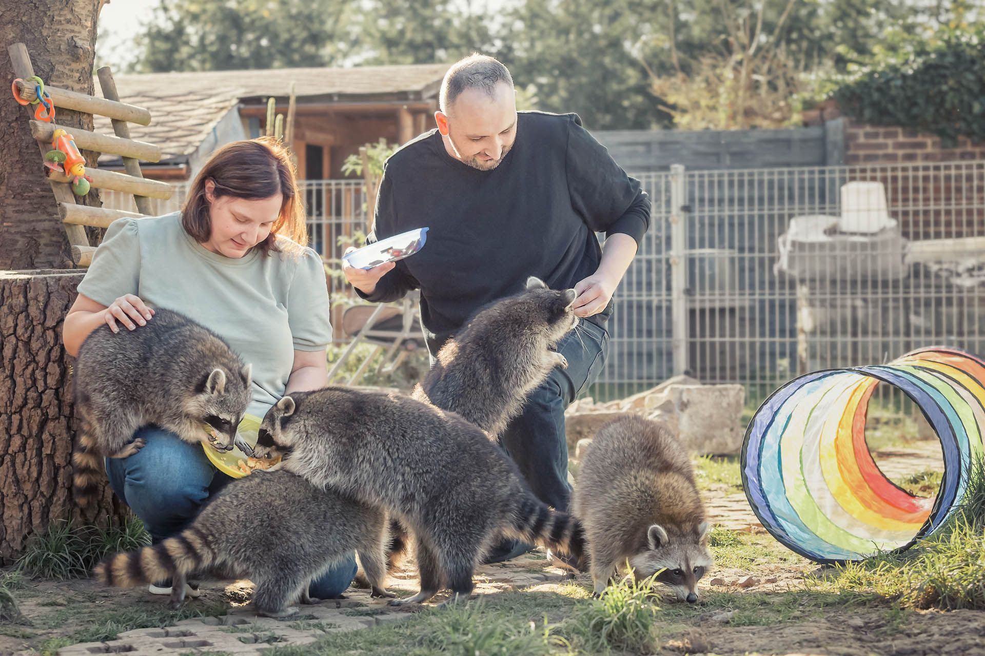 Waschbär Fotoerlebnis mit Herztierfotografie