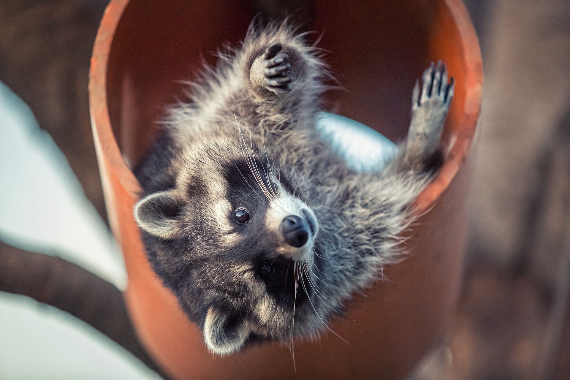 waschbären erleben mit  fotoshooting von herztierfotografie