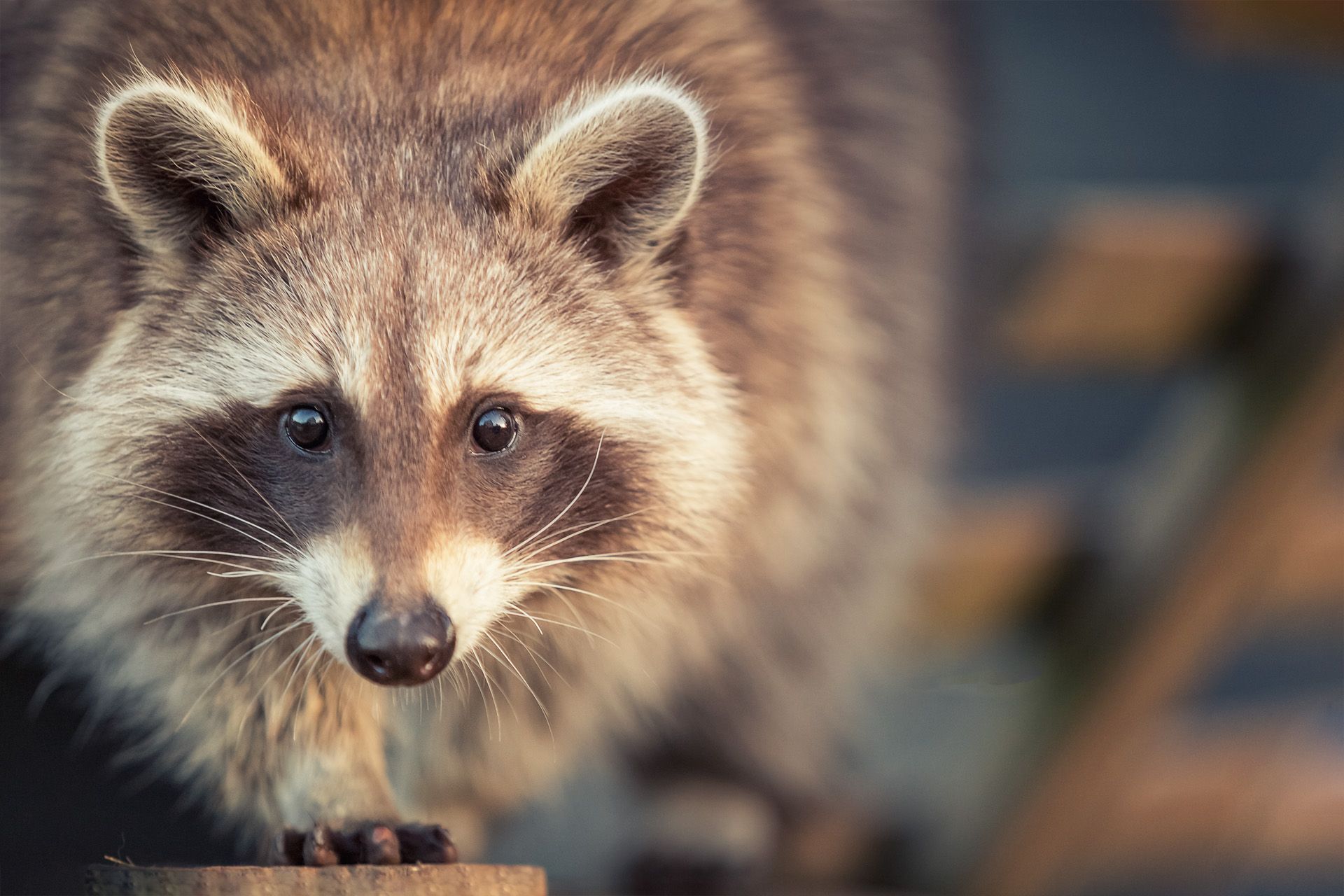 Buche dein Fotoshooting mit Waschbären bei Herztierfotografie Thüringen und Sachsen-Anhalt