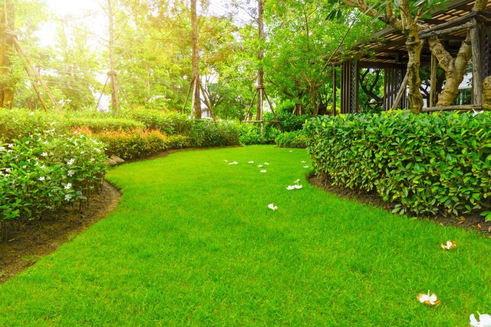 A Lush Green Lawn in a Park With Trees and Bushes — Oaks Quality Turf In Coolangatta, NSW