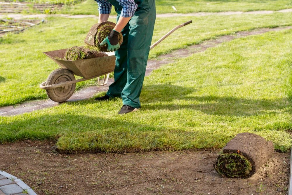 A Man is Loading Grass Into a Wheelbarrow — Oaks Quality Turf In Coolangatta, NSW