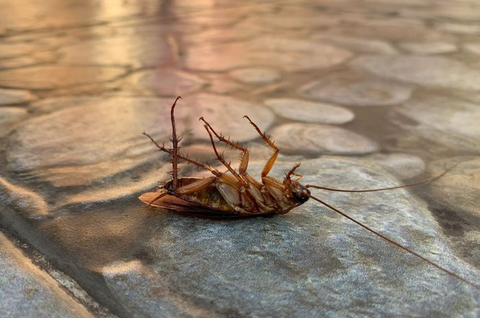 Cockroach On The Ground — Harrisonburg, VA — Absolute Termite & Pest Control
