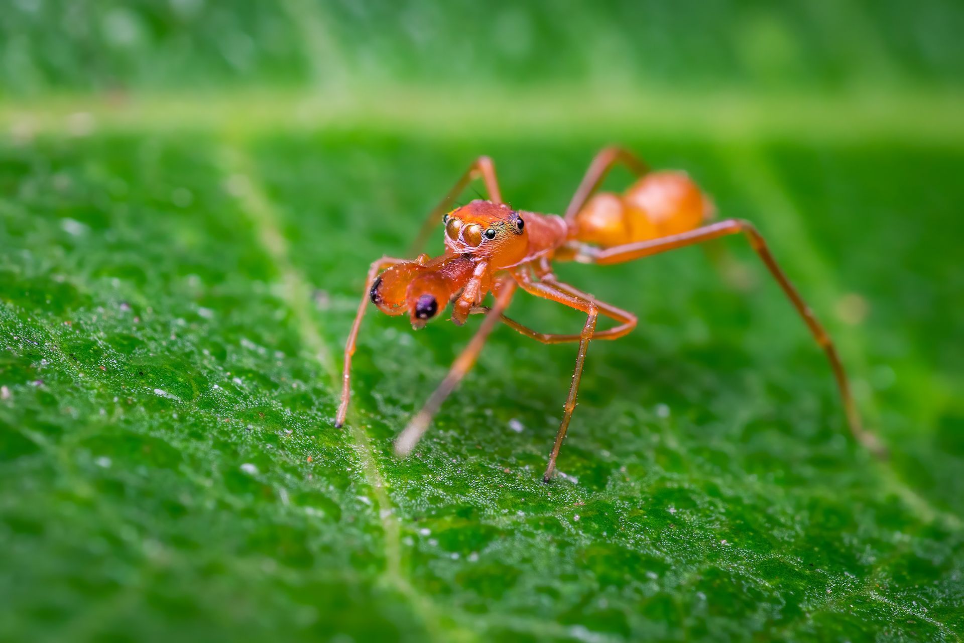 Ant Mimicking Spider — Harrisonburg, VA — Absolute Termite & Pest Control