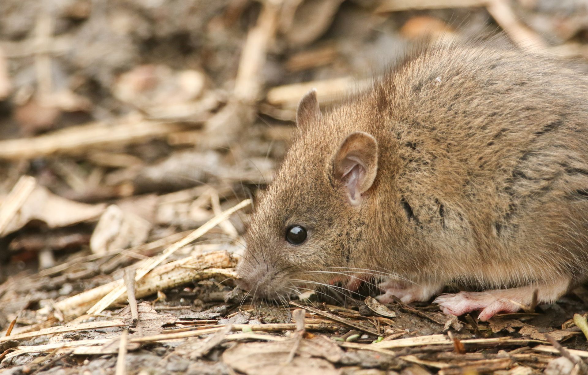 Brown Mouse — Harrisonburg, VA — Absolute Termite & Pest Control