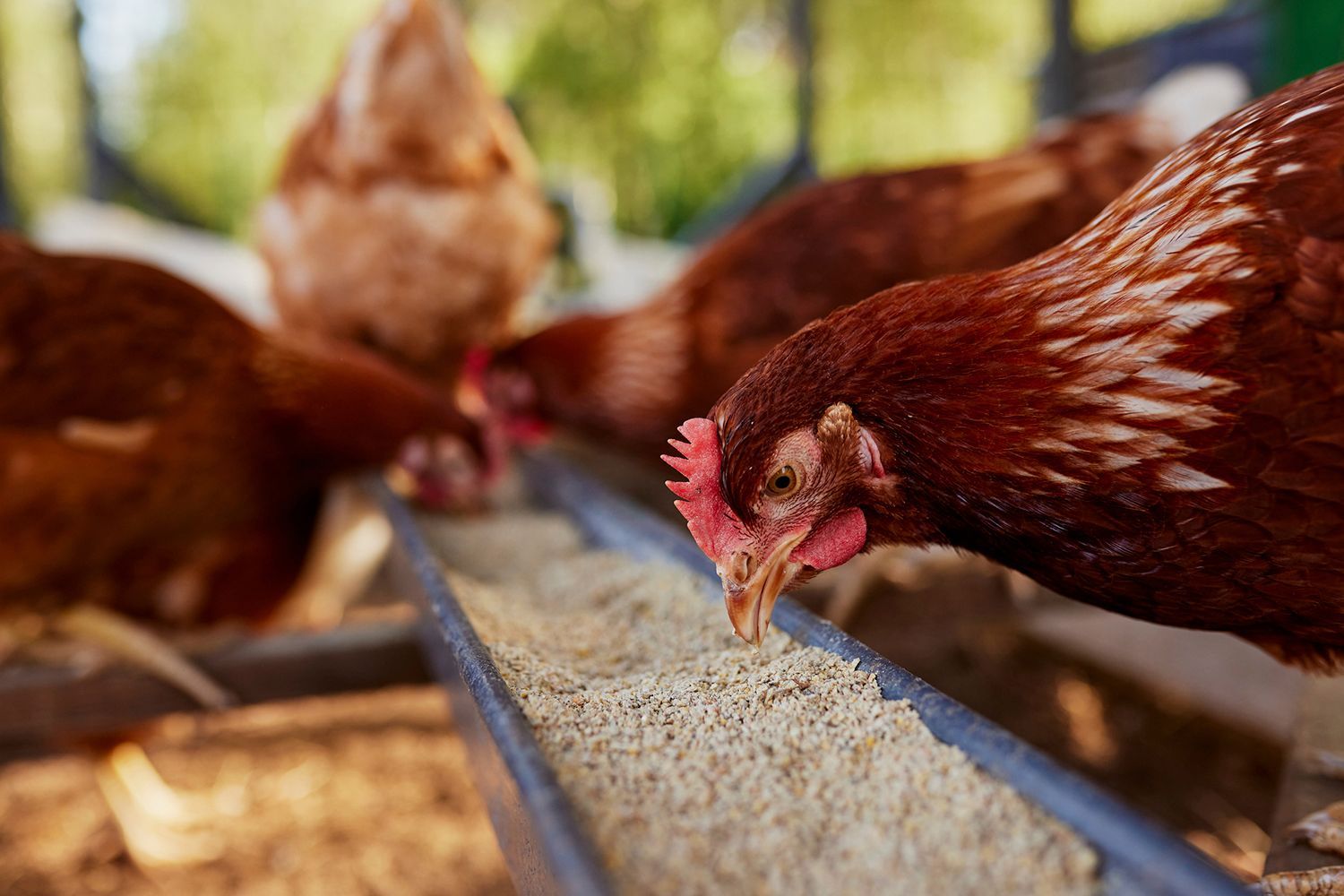 A group of chickens are eating from a feeder.